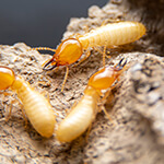 Pre-Construction Termite Control